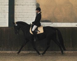 dressage horse Temptation in Black (German Riding Pony, 2008, from Trentino)