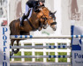 broodmare Vigakata (Oldenburg show jumper, 2012, from Vigo d'Arsouilles)