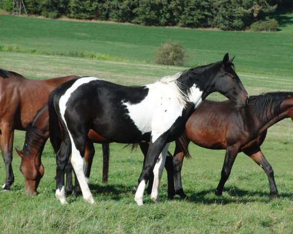 Pferd Spirit (Bayer, 2011, von Samenco I B)