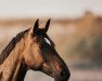 dressage horse Sweet like Chocolate 7 (Westphalian, 2009, from Show Star)