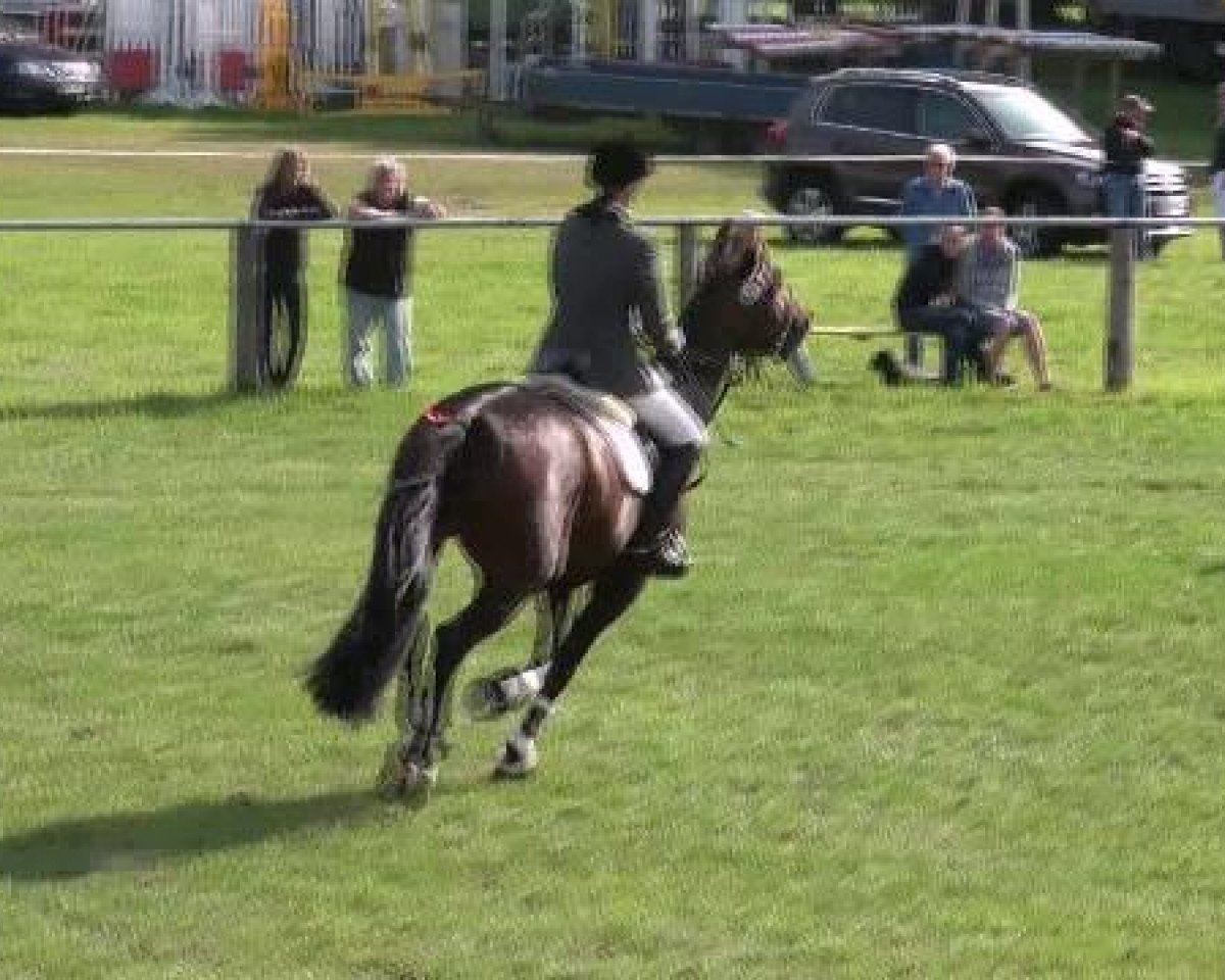 jumper Cayenne 184 (Westphalian, 2007, from Chico's Boy)