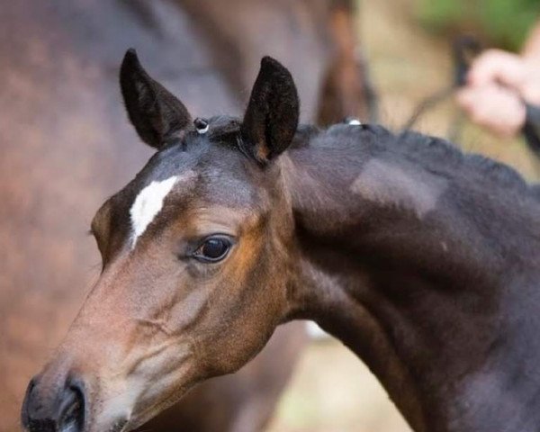 jumper La Pitufina (German Riding Pony, 2020, from La Vie S)