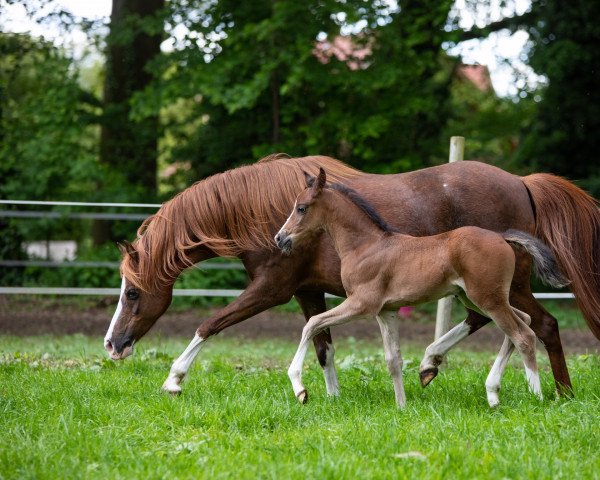 Zuchtstute Mikymaus H (Welsh Pony (Sek.B), 2010, von Marco)