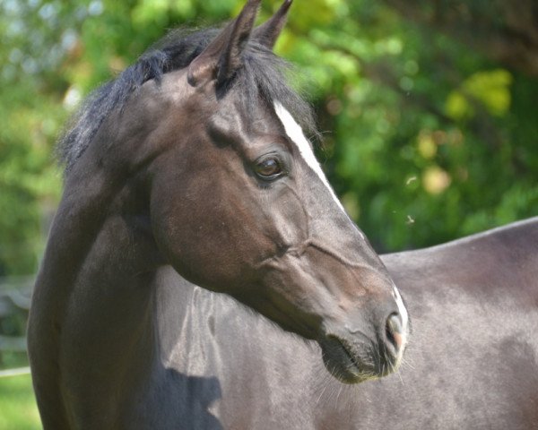dressage horse Nebelmond (German Riding Pony, 2003, from Heidbergs Nancho Nova)