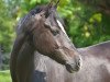 Dressurpferd Nebelmond (Deutsches Reitpony, 2003, von Heidbergs Nancho Nova)