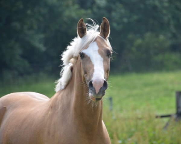 dressage horse Special Top Sunny Moon (German Riding Pony, 2005, from Top Karetino)
