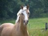 dressage horse Special Top Sunny Moon (German Riding Pony, 2005, from Top Karetino)