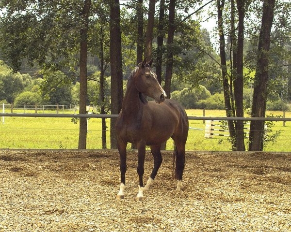 Pferd Paradise (Bayer, 2004, von Rivero III)
