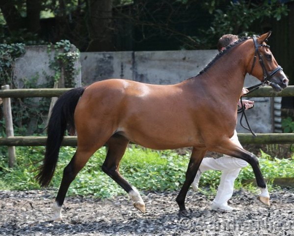 Zuchtstute Zwavo‘s Nena (Deutsches Reitpony, 2006, von FS Champion de Luxe)