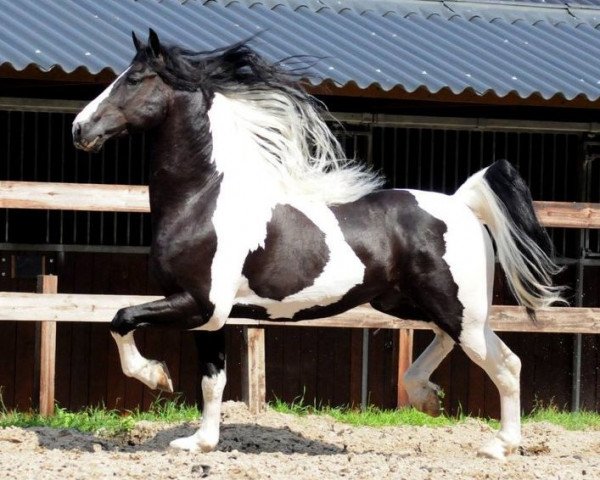 stallion Willem van Nassau (Pinto, 2003, from Adel)