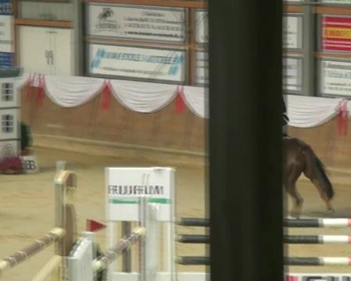 broodmare Wyomi 19 (German Riding Pony, 2000, from Brillant)
