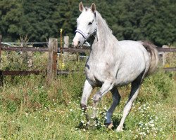 dressage horse Revolverheld (German Sport Horse, 2005, from Robertico)