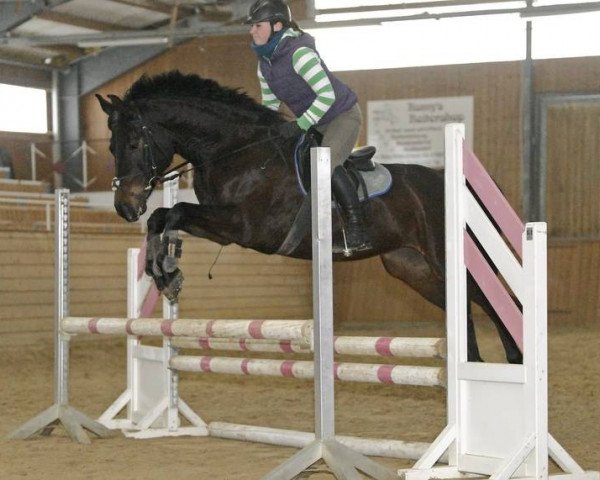 horse Dakira 5 (German Sport Horse, 2003, from Gingerino)