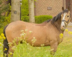 Pferd Mc Dexterton (Tschechisches Warmblut, 2017, von McJonnas)