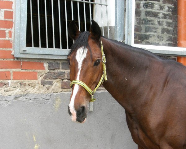 broodmare Ramina Z (Westphalian, 1996, from Radeberger)