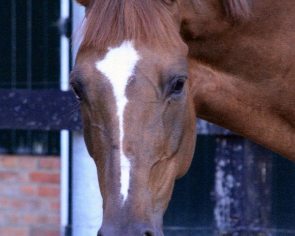 dressage horse Fiorella G (Rhinelander, 2001, from Ferragamo)