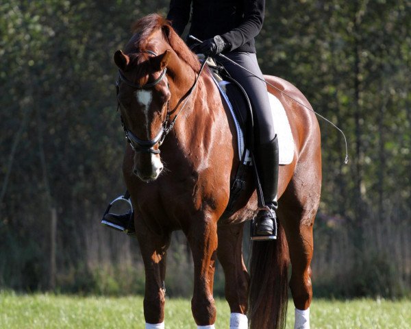 dressage horse Duc Duvalier (Hanoverian, 2004, from Del Piero)