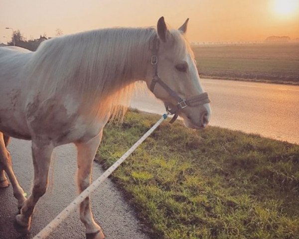 horse Ma Vie (Nederlands Rijpaarden en Pony, 2016, from McJonnas)