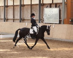 dressage horse Sonja 355 (German Riding Pony, 1997, from Rendezvous)