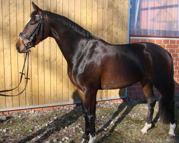 dressage horse Samina 8 (Westphalian, 2007, from Souvenir)