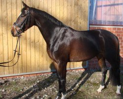 dressage horse Samina 8 (Westfale, 2007, from Souvenir)