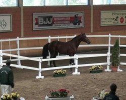 dressage horse Lord Jupp (Rhinelander, 2010, from Lord Loxley I)