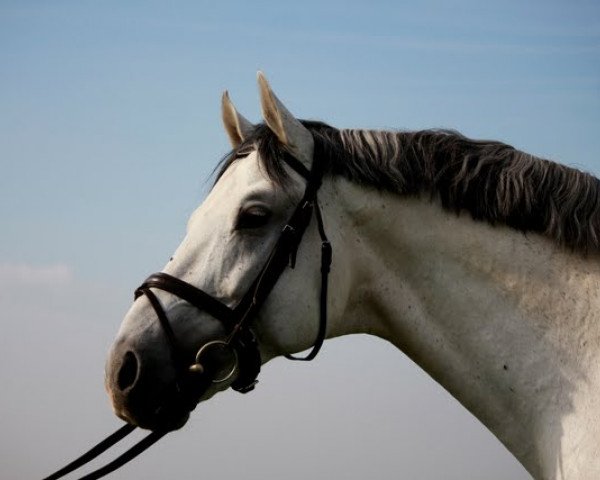 horse Wum 124 (German Warmblood, 2002, from Wienerwald)