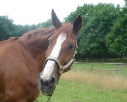 broodmare Jasmina (Mecklenburg, 1987, from Janos 3435)