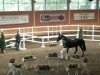 dressage horse Dundee United (Rhinelander, 2010, from Delamanga)