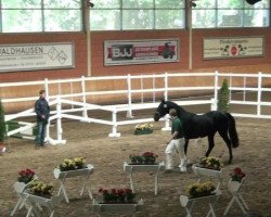 dressage horse Dundee United (Rhinelander, 2010, from Delamanga)