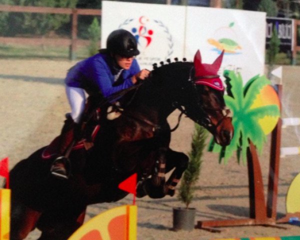 broodmare Axioma Ter Goes Z (Belgian Warmblood, 2004, from Animo II Z)