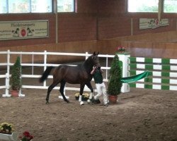 dressage horse Luxus Liner (Rhinelander, 2010, from Lord Loxley I)