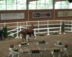 dressage horse Livingston 19 (Rhinelander, 2010, from Lord Loxley I)