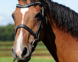 broodmare Pennylane (Oldenburg, 1992, from Pablo)