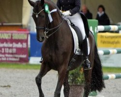 dressage horse Rossinol (Westphalian, 2000, from Rosenkavalier)