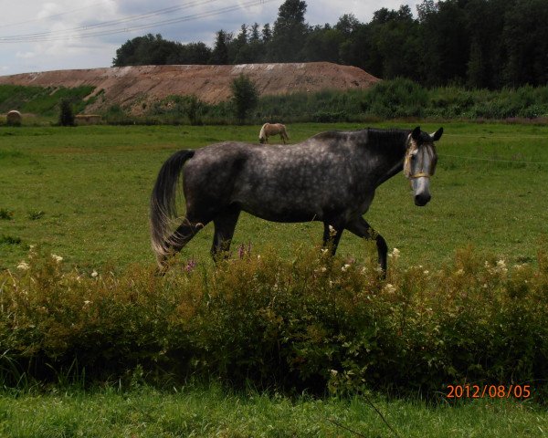 jumper Calvano (Holsteiner, 2006, from Calato)