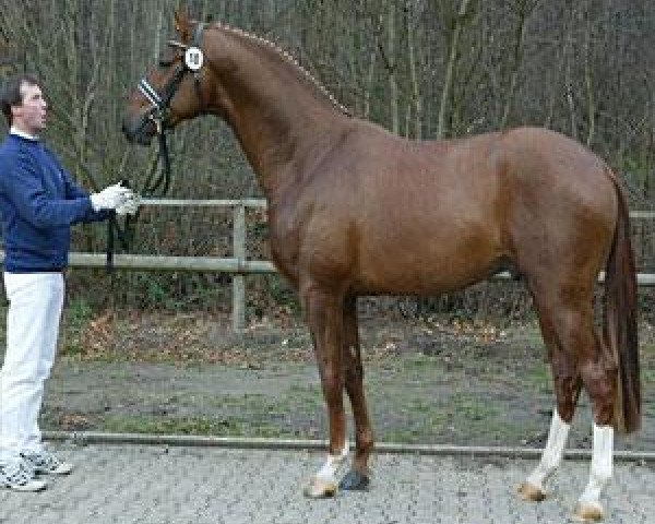 stallion Brioni Pur (Rhinelander, 2004, from Belissimo NRW)
