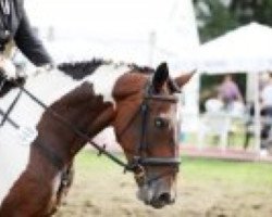 horse Leotie (Warmblutschecke (Equus Int.), 2003, from Cheyenne)