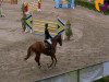 jumper Bold Action (KWPN (Royal Dutch Sporthorse), 2006, from Vadermus)