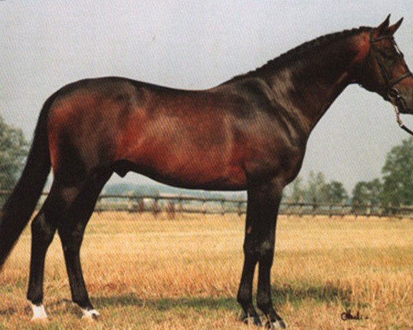 horse Beach Boy (Royal Warmblood Studbook of the Netherlands (KWPN), 1983, from Zeus)