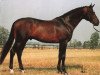 horse Beach Boy (Royal Warmblood Studbook of the Netherlands (KWPN), 1983, from Zeus)