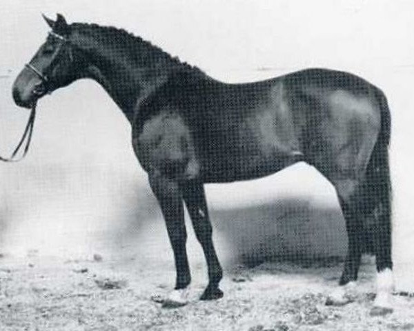 horse Latino (Holsteiner, 1976, from Ladykiller xx)
