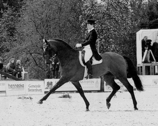 stallion Fleming (Holsteiner, 1983, from Farnese 3804)
