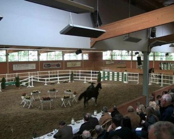 dressage horse Hengst von Riccio (Rhinelander, 2010, from Riccio)