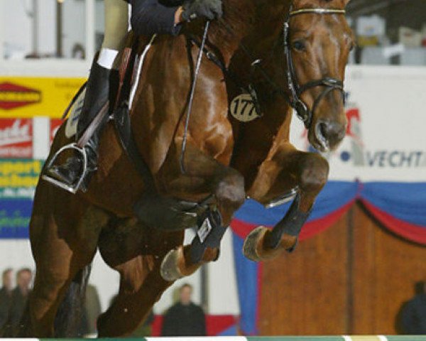 stallion Lovis Corinth (Oldenburg, 1999, from Landor S)