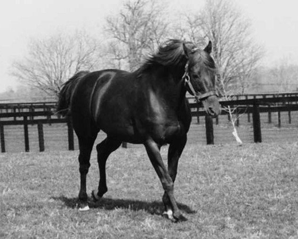 stallion Forli xx (Thoroughbred, 1963, from Aristophanes xx)