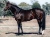 stallion Rustic Amber xx (Thoroughbred, 1983, from Thatching xx)