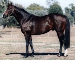 stallion Rustic Amber xx (Thoroughbred, 1983, from Thatching xx)