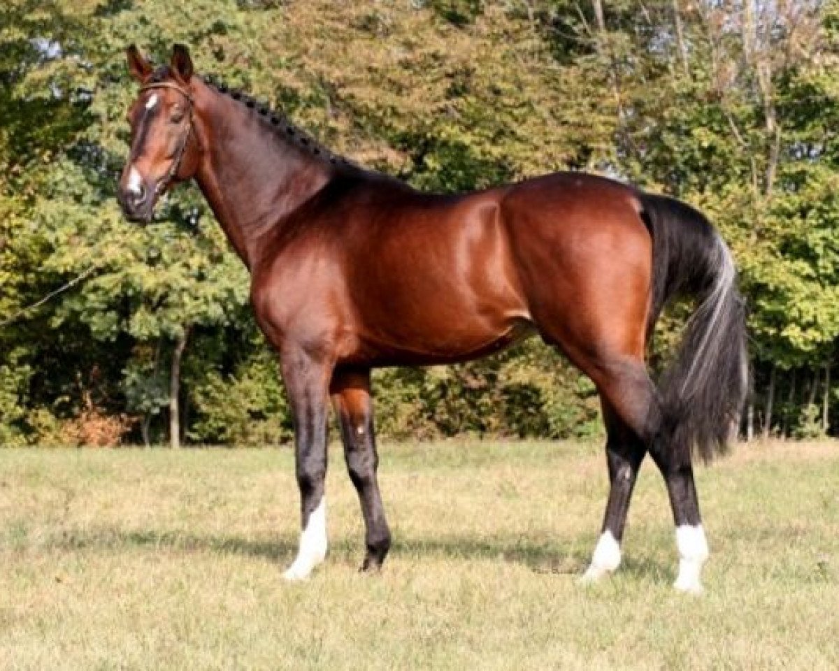 stallion Peter Pan (Oldenburg, 1991, from Pilot)