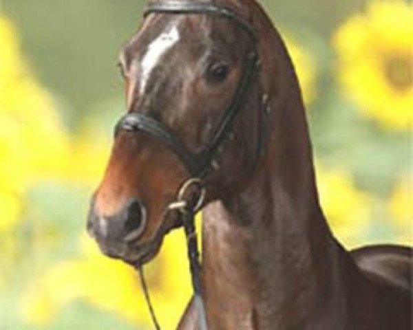 stallion Fiderstep (Oldenburg, 2006, from Fidertanz)